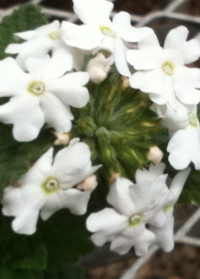 Verbena 'Veralena Elegant White'